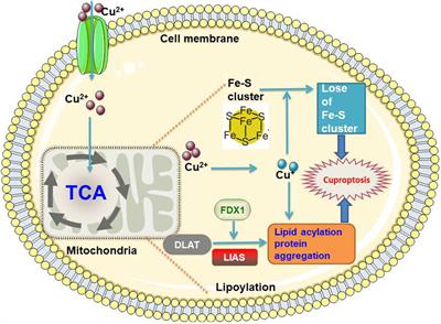 Copper homeostasis dysregulation in respiratory diseases: a review of current knowledge